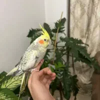 طوطی عروس هلندی وملنگورام|پرنده|کرج, شهرک فهمیده|دیوار