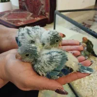 فروش طوطی راحب و خورشیدی سرلاکی درجه یک|پرنده|چالوس, |دیوار