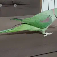 شاه طوطی نر