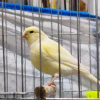 قناری ماده موزاییکی|پرنده|مسجد سلیمان, |دیوار