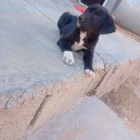 توله خالی اصل