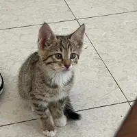 فروشی|گربه|تربت‌حیدریه, منصوریه|دیوار