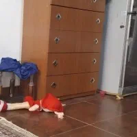 کمود هفت وشوچوب نرادبخون کامل بعدتصمیم بگیر