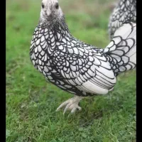 خروسو مرغ مینیاتوری