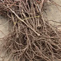 نهال انگور (موندرآپ)|خدمات باغبانی و درختکاری|زنجان, |دیوار