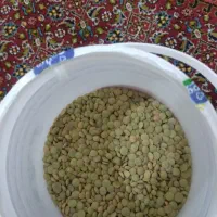 عدس ۵۰ کیلو