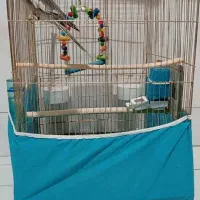 عروس هلندی با قفس