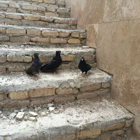 کبوتر|پرنده|اصفهان, بهارستان (مخابرات)|دیوار