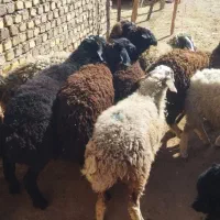 نر  نگهداشت