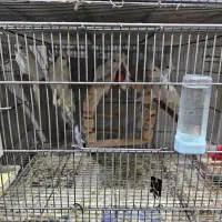 عروس هلندی خانگی|پرنده|بندر انزلی, زنبق|دیوار