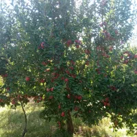 فروش دو هکتار و سههزار متر باغ22ساله|فروش دفتر صنعتی، کشاورزی، تجاری|مهاباد (آذربایجان غربی), |دیوار