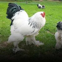 پیش فروش جوجه یک روزه برهما لایت اصل
