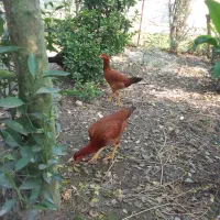 ۷ عددجوجه مرغ لاری تازه وارد ۷ ماه شدن|حیوانات مزرعه|ماسال, |دیوار