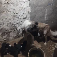 توله سگ آلابا سرابی
