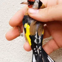 سهره نر عطیقه لچک پهن جوجه امسالی|پرنده|تهران, مسعودیه|دیوار