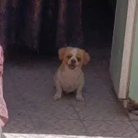 واگذاری سگ شیتزو