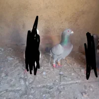 کفتر سبز
