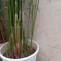گیاه نخل مرداب|گل و گیاه طبیعی|اسلامشهر, شهرک لاله|دیوار