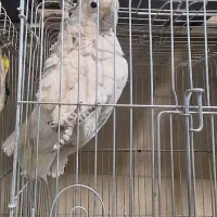 کاکادو