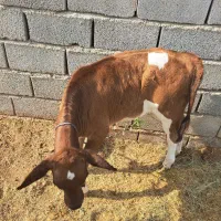 گاو|حیوانات مزرعه|بندرعباس, |دیوار