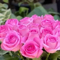 نیا ز من د کا ر پرس تا ری (گل محمدی)