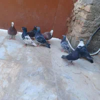 کبوتر|پرنده|سراوان, |دیوار