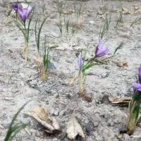 پیاز زعفران