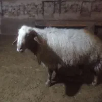 قوچ بختیاری اصیل|حیوانات مزرعه|گوآور, |دیوار