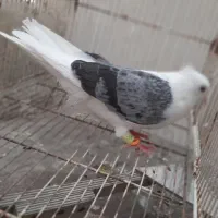 طبق عکس