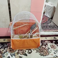 عروس هلندی|پرنده|محمدیه-قزوین, |دیوار
