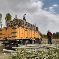 خریدار چوب