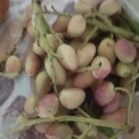کارگرپسته چین هستم