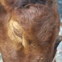 کله پاچه وجگر