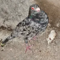 کبوتر پلاکی