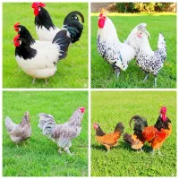 تخم،جوجه،مرغ زینتی لاکنولدر، ورورک، اپنزلر آراکانا