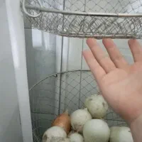 ملزومات خانه|روفرشی|تهران, دولاب|دیوار