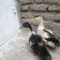 اردک
