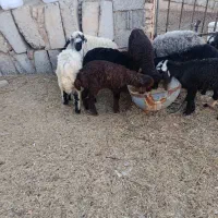 بره علف خور افشاری