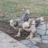 مرغ پاپر نژاد دار|حیوانات مزرعه|احمدآبادمستوفی, |دیوار