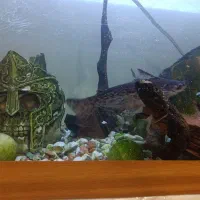 آکواریم و میز فرفوژه و ماهی|ماهی|اصفهان, امیرعرب|دیوار