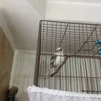 قناری سبز گل به سر
