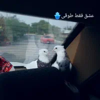 کبوتر طوقی