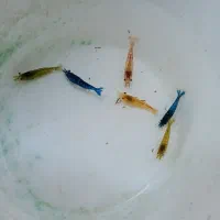 فروش عمده و خرده ماهی آکواریومی|ماهی|قائم‌شهر, |دیوار