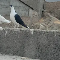 کبوتر|پرنده|شاندیز, |دیوار