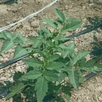 زمین کشاورزی