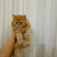 گربه پرشین|گربه|کهریزک, |دیوار