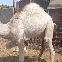 بچه شتر|حیوانات مزرعه|قم, باجک دو|دیوار