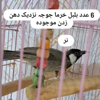پرندگان زینتی زیبا|پرنده|رشت, علی آباد|دیوار