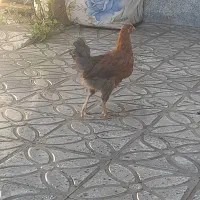 مرغ