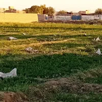 زمین کشاورزی در کریم آباد نزدیک بافت شهری|فروش دفتر صنعتی، کشاورزی، تجاری|مشهد, کریم آباد|دیوار